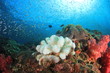 Coral bleaching climate change