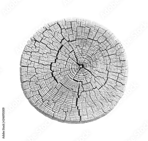 Fotografía Black and white wood texture of growth ring pattern from a slice of tree
