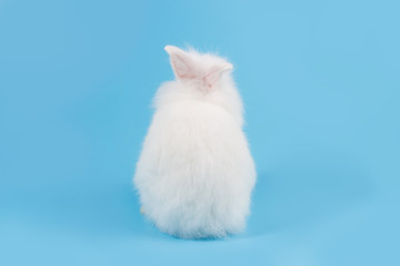 white adorable baby rabbit on blue background