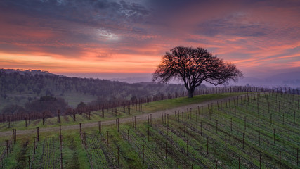 Paso Robles Sunrise