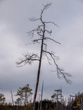 Fototapeta Na ścianę - Dry pine on a cloudy sky 1
