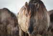 Konik- or Wild Close up horse