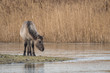 Konik- or Wild Horse near the water