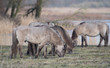 A pack of Konik- or Wild Horses feeding