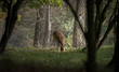 A deer in the forest