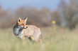 Fox in a horseflower field