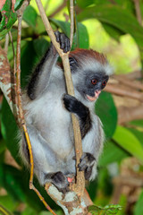 Sticker - Endangered Zanzibar red colobus monkey (Procolobus kirkii), Jozani forest, Zanzibar.