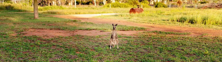 Wall Mural - Cute Australian Kangaroo Looking At The Camera