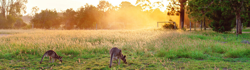 An Australian Kangaroo Grazing At Sunset