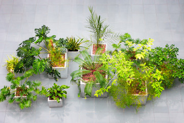 houseplant interior design. evergreen plants top view at business building. idea for decorating indoors with tropical plants.monstera, palm, and other plants.