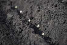 Close-up Furrow In The Garden With Pea Seeds. Macro Horizontal Photo.