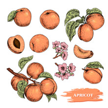 Vector Apricots Hand Drawn Sketch With Flowers.  Sketch Vector  Food Illustration. Vintage Style