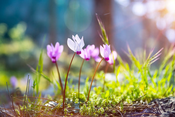 Wall Mural - First spring flowers