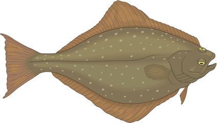 Halibut Flatfish Vector Illustration