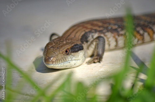 pix Green Blue Tongue Skink adobe stock