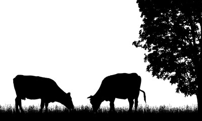 Realistic illustration with two silhouette of cow on pasture, grass and tree, isolated on white background, vector