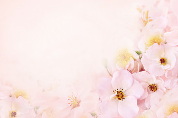 Spring blossom or summer blossoming rose (rosehip), toned, bokeh flower background, pastel and soft floral card	