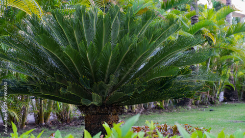Die Palme Im Garten Buy This Stock Photo And Explore Similar