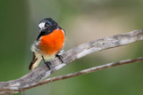 Fototapeta  - Scarlet Robin sitting on a branch , Perth Western Australian