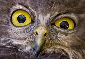 close up of a barking owl , australia