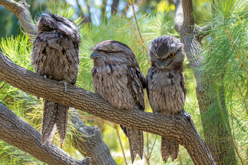 the tawny frogmouth (podargus strigoides) is an australian species of frogmouth, an iconic type of b