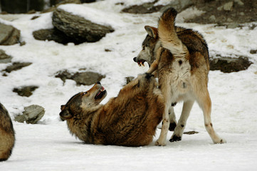 Zwei Wölfe (Canis lupus lycaon) bei Rangkämpfen im Winter