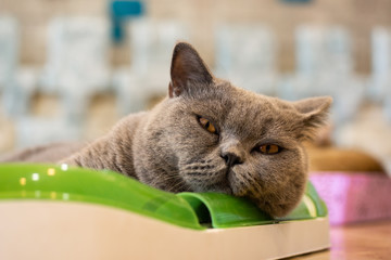 Gray exotic Shorthair cat lying with his toy and look at the camera, ( shallow dept of field )