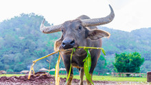 Water Buffalo Grazing In Thailand Eating Bamboo