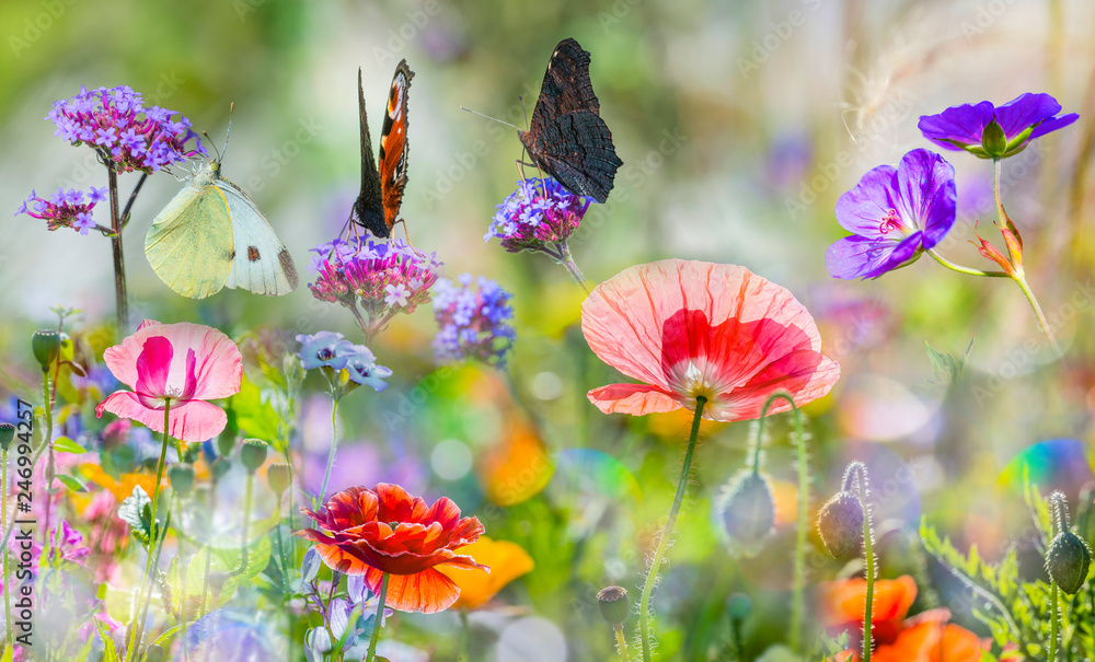 summer meadow with butterflies and red poppies - obrazy, fototapety, plakaty 