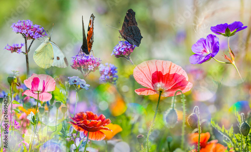 summer meadow with butterflies and red poppies