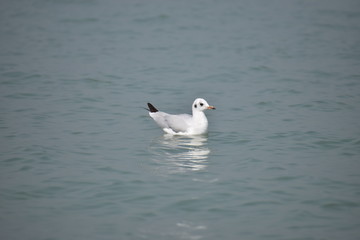 seagull on water