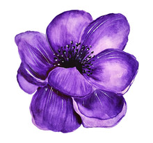 Watercolor Purple Anemone Flower Isolated On White Background. Botanical Hand Painted Illustration.