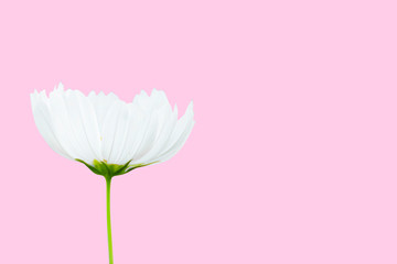 Wall Mural - white cosmos flower isolated on pink background - clipping paths.