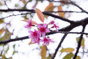 Wall Mural - cherry blossom flowers , sakura flowers on nature background.