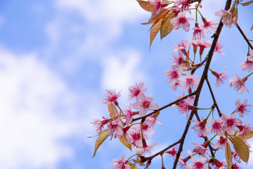Wall Mural - cherry blossom flowers , sakura flowers on sky background.