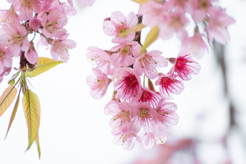 Wall Mural - cherry blossom flowers , sakura flowers on nature background.
