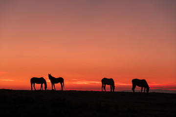 Sticker - Wild Horses Silhouetted at Sunrise