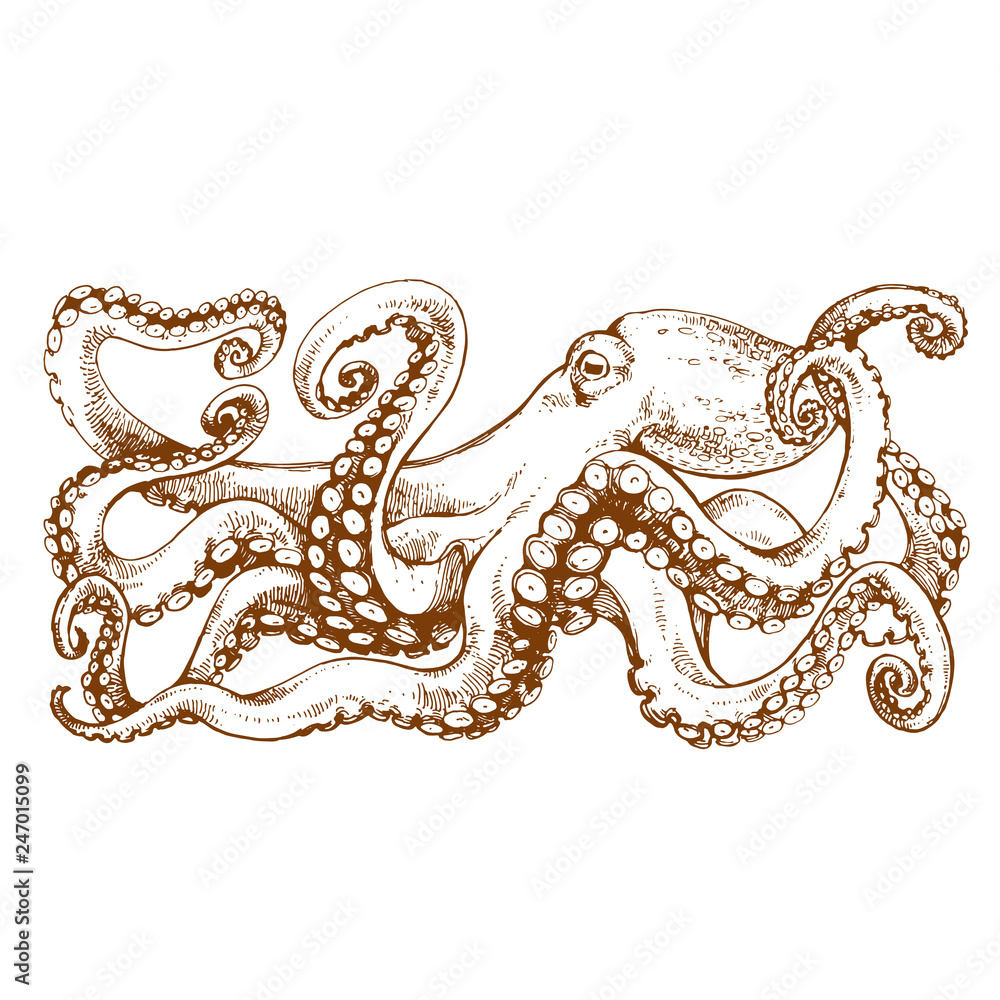 Octopus with tentacles. Hand drawn line art, stock vector illustration,  engraving sketch for tattoo, coloring book page Stock Illustration | Adobe  Stock, image size:1000x1000