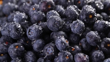 Wall Mural - Heap of fresh blueberries under the rain. Timelapse Closeup macro shot. Fresh berry series.