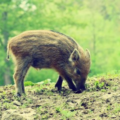 Wall Mural - Beautiful little pig wild in nature. Wild boar. Animal in the forest