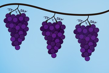 Purple Grape Bunches on a Vine a Dream of the Cupbearer in the Biblical Story of Jospeh