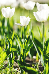 White blooming tulips on sunlight in the garden. Nature, spring background