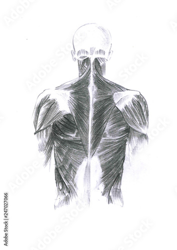 Tis Is Realistic Sketch Of The Human Body From The Back There Are Sketching Detail Of The Muscles Buy This Stock Illustration And Explore Similar Illustrations At Adobe Stock Adobe Stock,Otp Drawing Prompts Generator