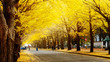 Hokkaido University, Japan - 11 Nov, 2014 :  famous tree in Japanese autumn is the ginkgo and there is a ginkgo avenue in Hokkaido University