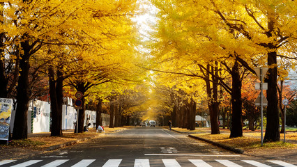 Hokkaido University, Japan - 11 Nov, 2014 :  famous tree in Japanese autumn is the ginkgo and there is a ginkgo avenue in Hokkaido University