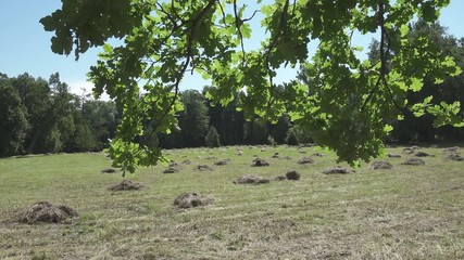 Wall Mural - camera moves on an edge of the wood removing through oak leaves a field with haystacks in summer sunny day