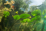Beautiful yellow Water lily (nuphar lutea) in the clear pound. Underwater shot in the fresh water lake. Nature habitat. Unerwater world. Underwater view of a pond in summer.