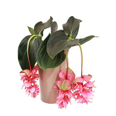 Sticker - Medinilla magnifica