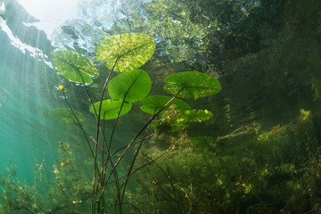 Beautiful yellow Water lily (nuphar lutea) in the clear pound. Underwater shot in the fresh water lake. Nature habitat. Unerwater world. Underwater view of a pond in summer.