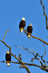 bald eagles roosting in dead tree with blue sky background
